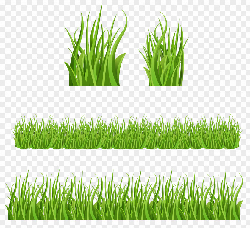 Grass Lawn PNG