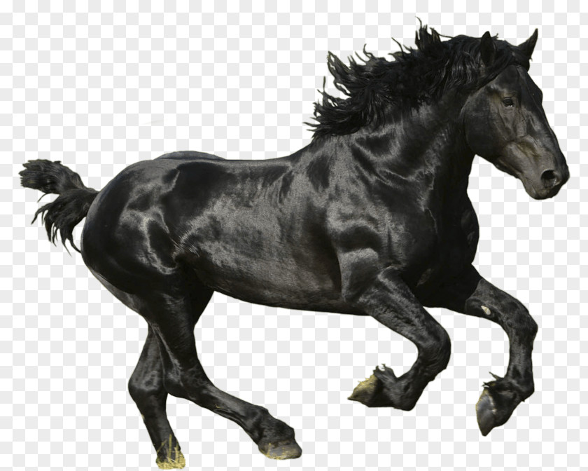 Horse Image American Paint Mustang Thoroughbred Trakehner Black PNG