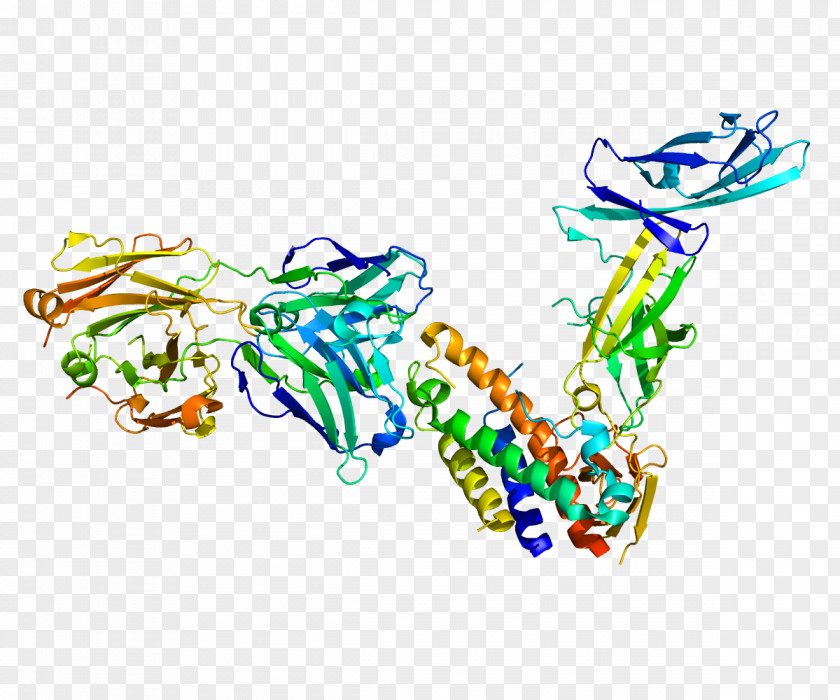 Interleukin 23 Subunit Alpha 27 T Cell PNG