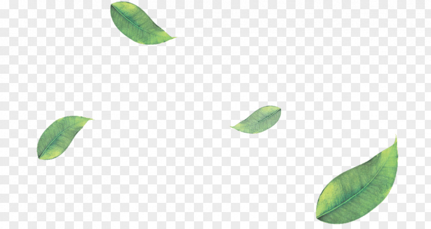 Matcha Green Tea Leaf PNG