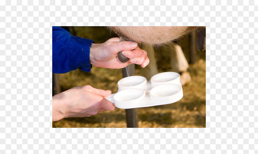 Milk Taurine Cattle California Mastitis Test In Dairy PNG