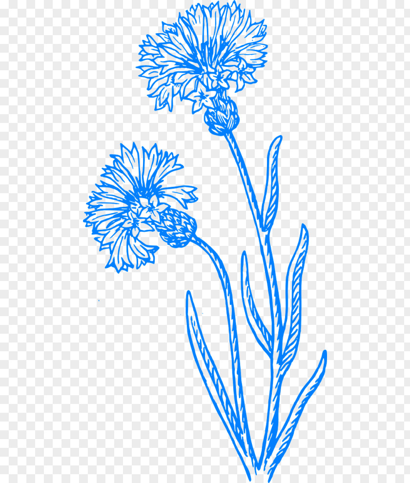 Painting Cornflower Drawing Clip Art Sketch Image PNG