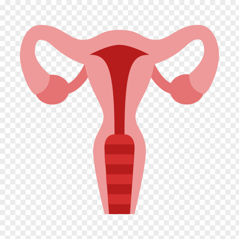 Positioning Vector Uterus Ovary Cervix Fallopian Tube PNG