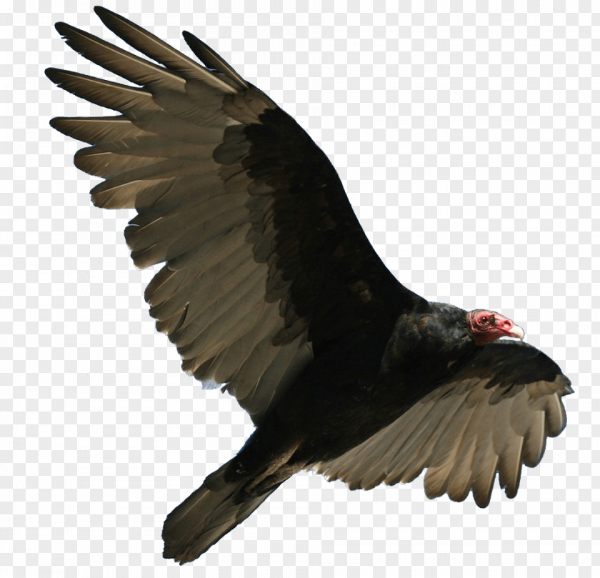 Turkey Vulture Flying PNG Flying, black and gray bird clipart PNG
