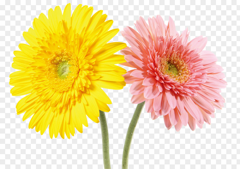 Yellow Pink Chrysanthemum Indicum Gratis PNG