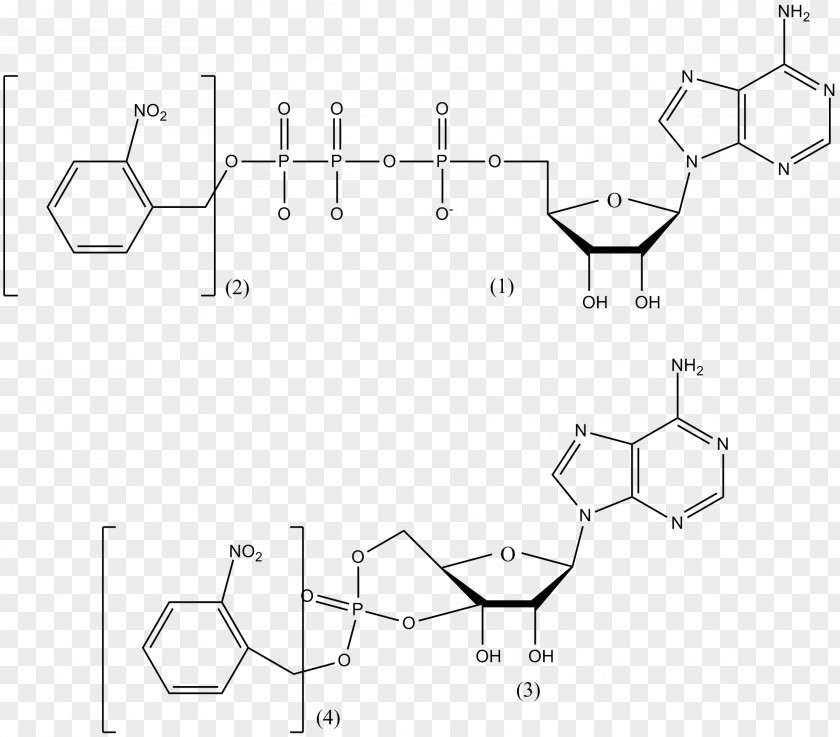 Campsite Nicotinamide Adenine Dinucleotide Phosphate Photostimulation Glutamic Acid Adenosine Triphosphate Cell PNG