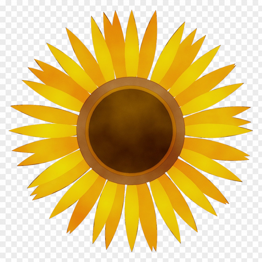 Plant Sunflower Watercolor PNG