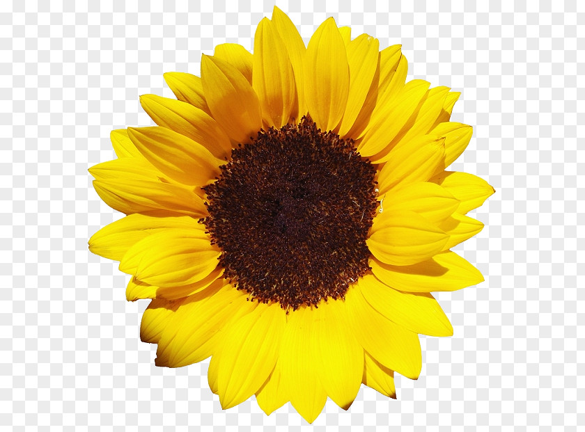 Sunflower Common Pixel XCF PNG