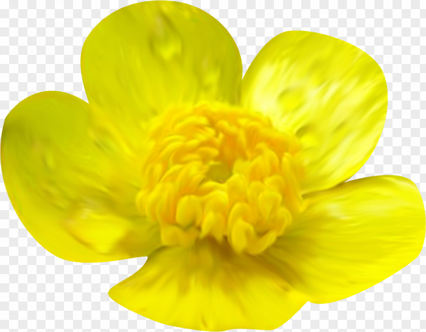 Tem Yellow Flower Orange Clip Art PNG