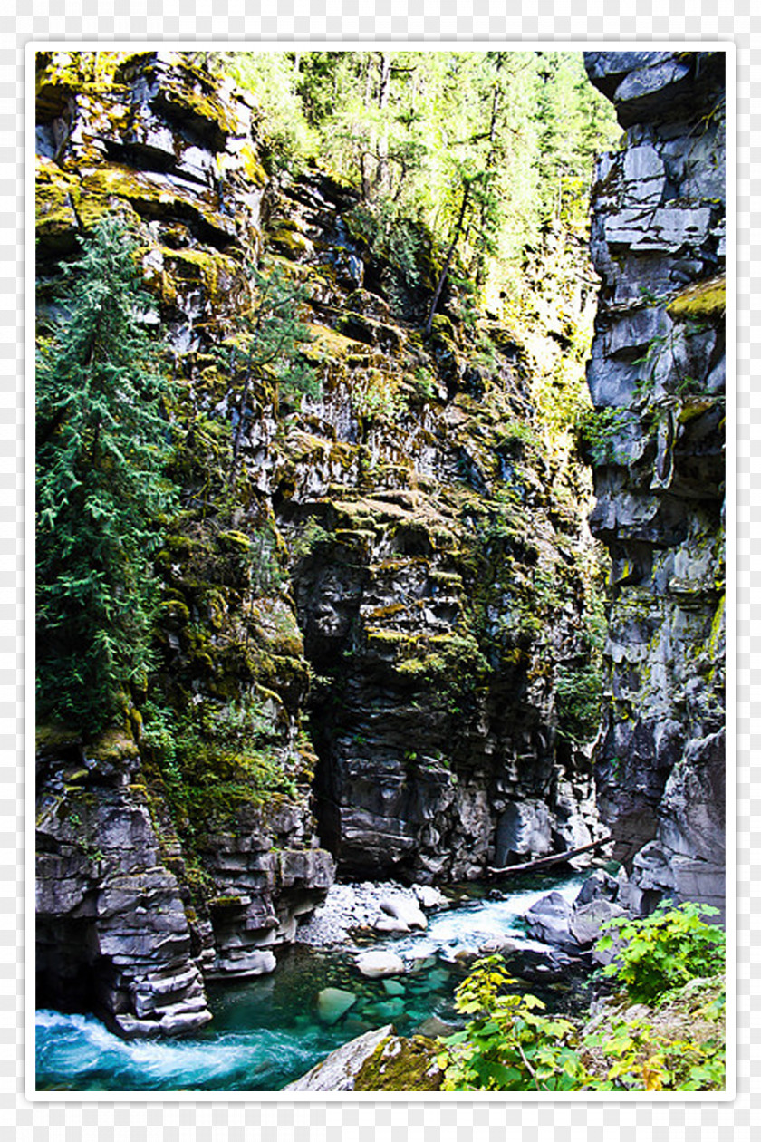 Tree Stream Coquihalla Canyon Provincial Park Nature Reserve Rainforest Water Resources PNG