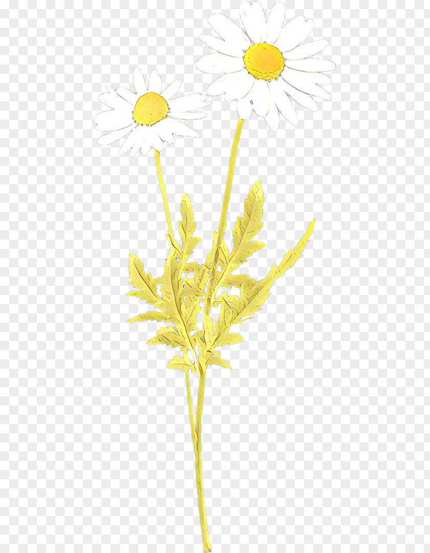 Yellow Plant Flower Pedicel Stem PNG