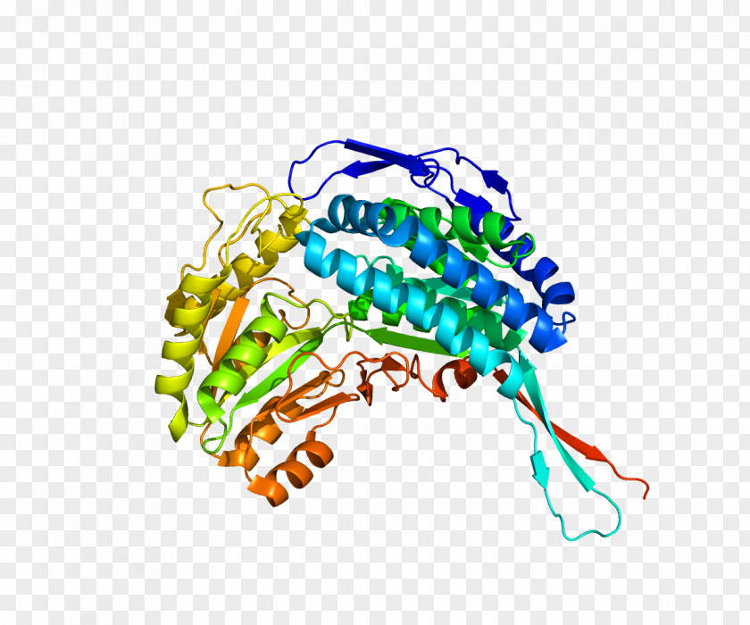 Aldehyde Dehydrogenase 5 Family, Member A1 Gene PNG