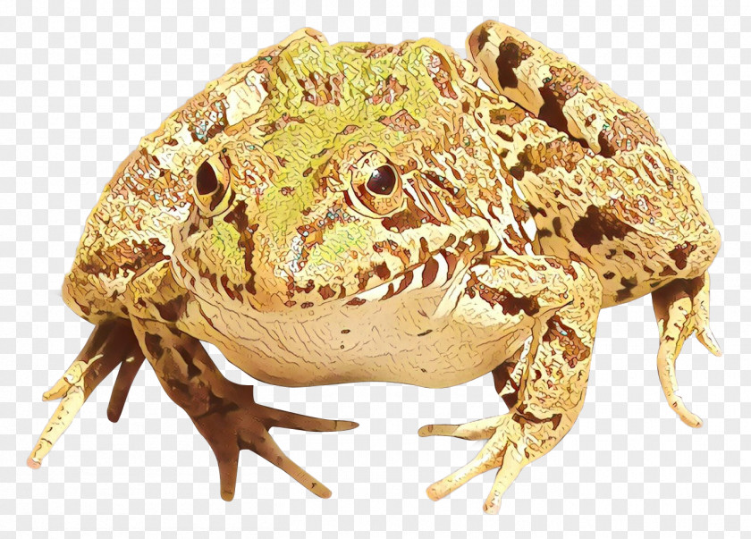 American Bullfrog Edible Frog True Amphibians PNG
