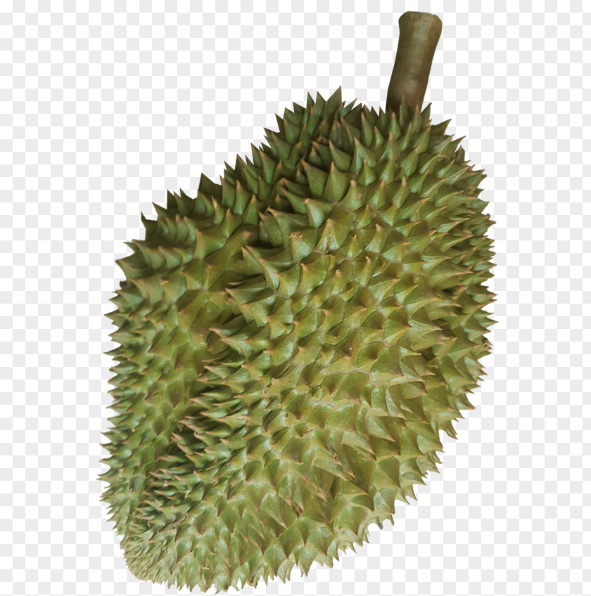 Durian Fruit Plant Food West Indian Gherkin PNG