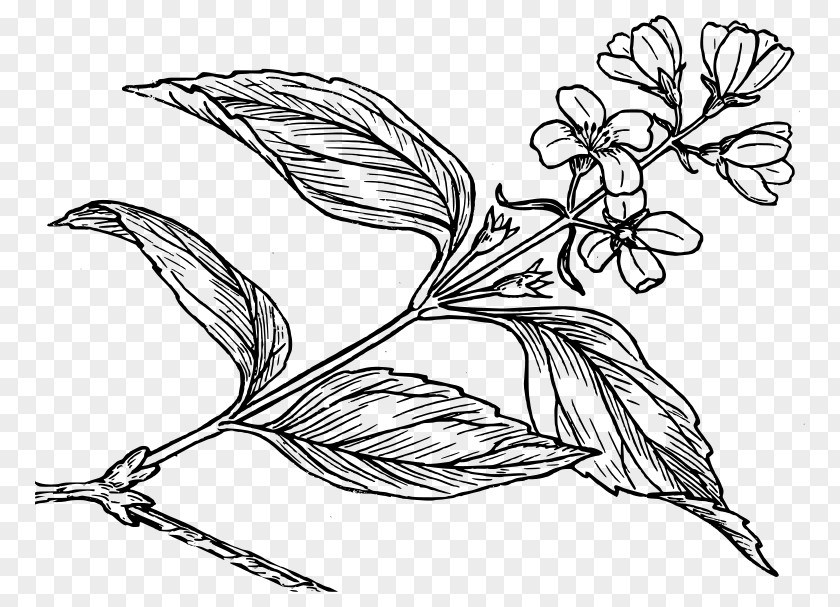 Flower Drawing Botany Common Lilac PNG