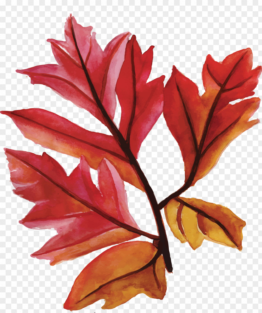 Maple Leaves PNG