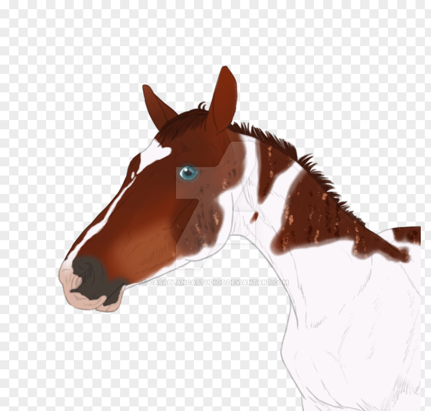 Mustang Halter Mane Stallion Rein PNG