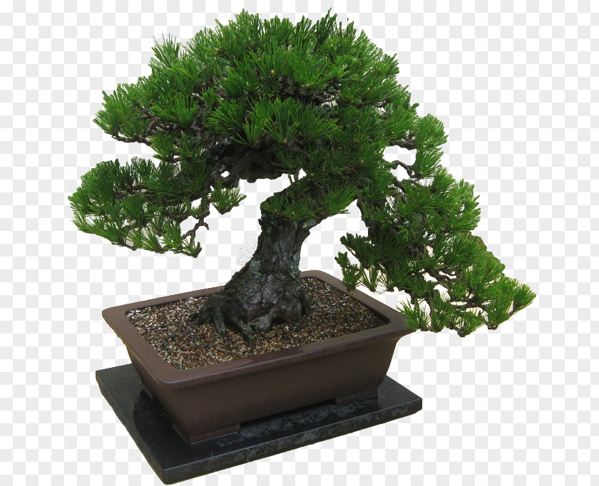 Tree Pinus Thunbergii Beautiful Bonsai Ficus Retusa PNG