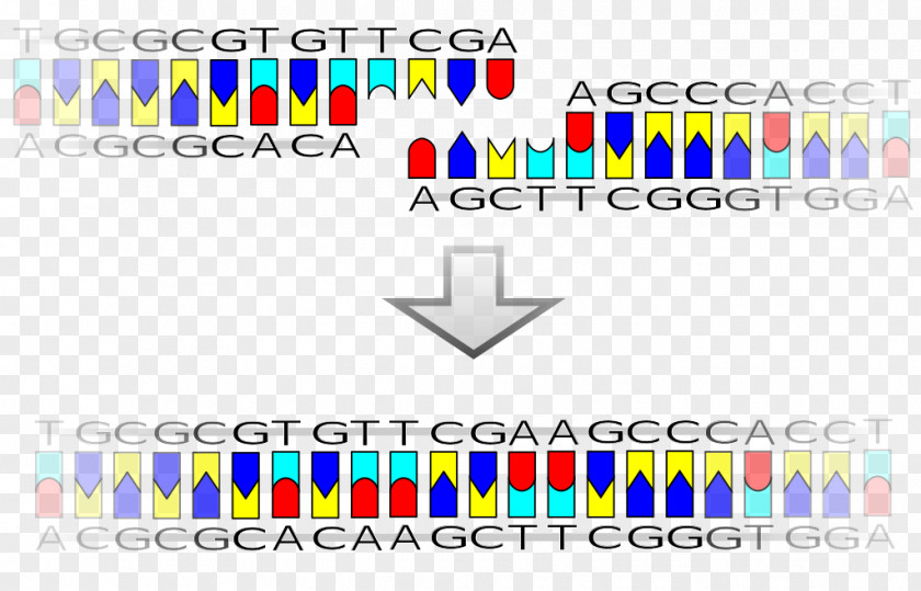 DNA Ligase Ligation Recombinant Restriction Site PNG