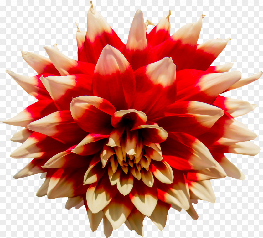 Flower Cut Flowers Red Dahlia Japanese Anemone Daisy Family PNG