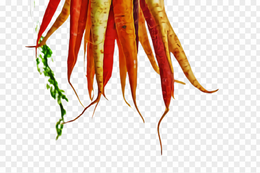 Root Vegetable Carrot Plant Chile De árbol PNG