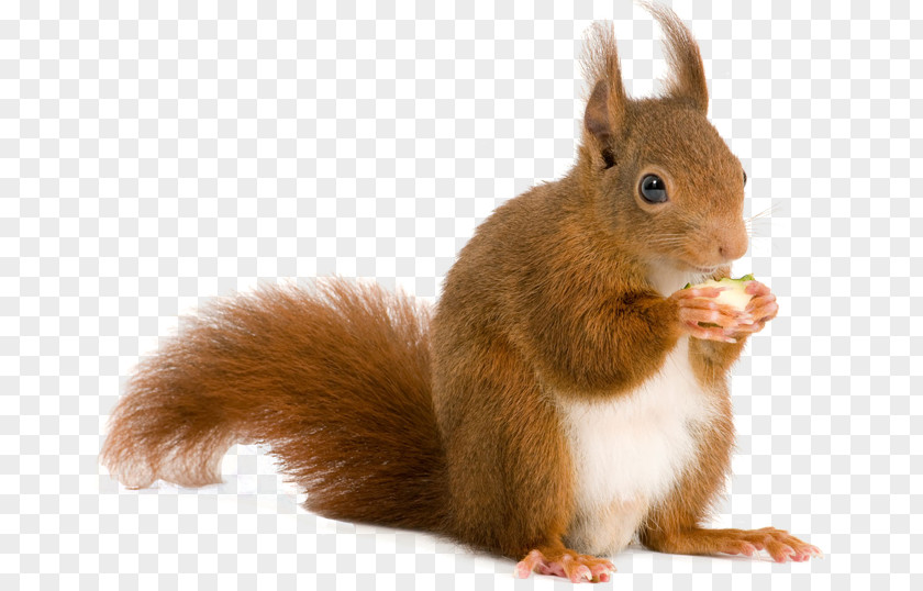 Squirrel Rodent Computer File PNG