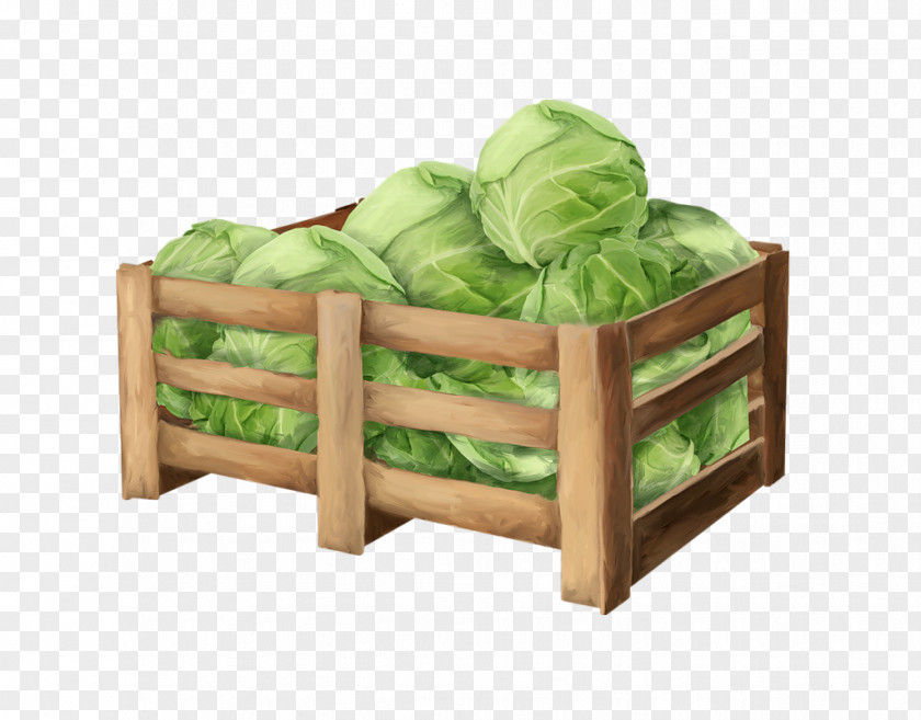 Cabbage Vegetable Auglis PNG