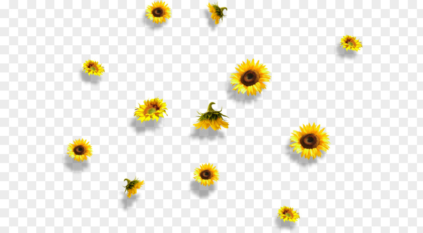 Flower Common Sunflower Petal PNG