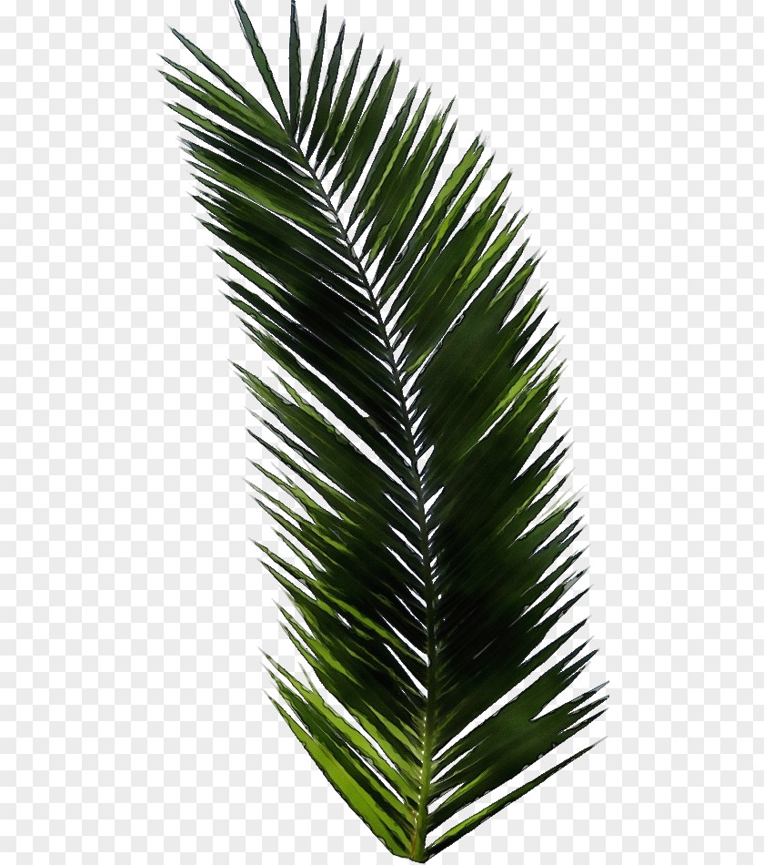 Plant Stem Desert Palm Tree Leaf PNG
