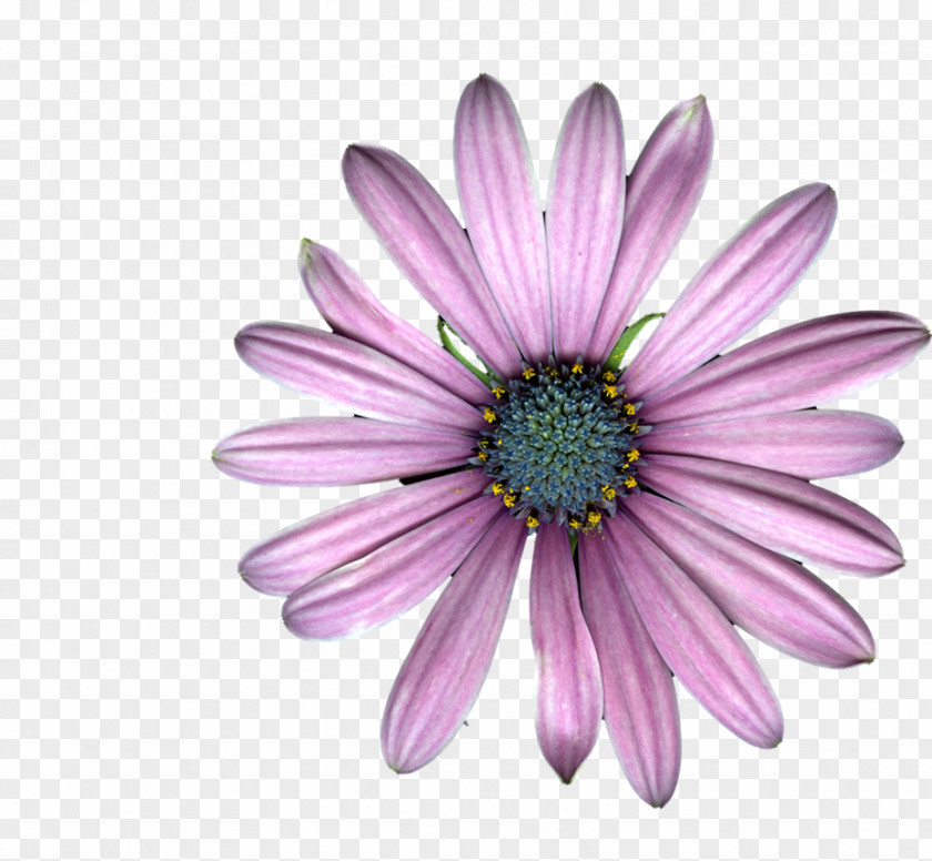 Purple Petal Chrysanthemum Marguerite Daisy Transvaal Family Oxeye PNG