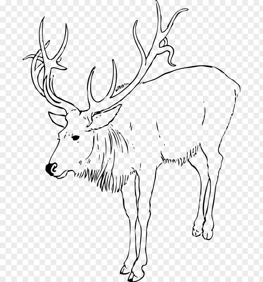 Reindeer White-tailed Deer Coloring Book Child PNG
