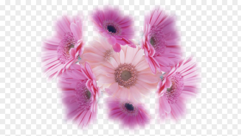 Flower Transvaal Daisy Chrysanthemum PNG