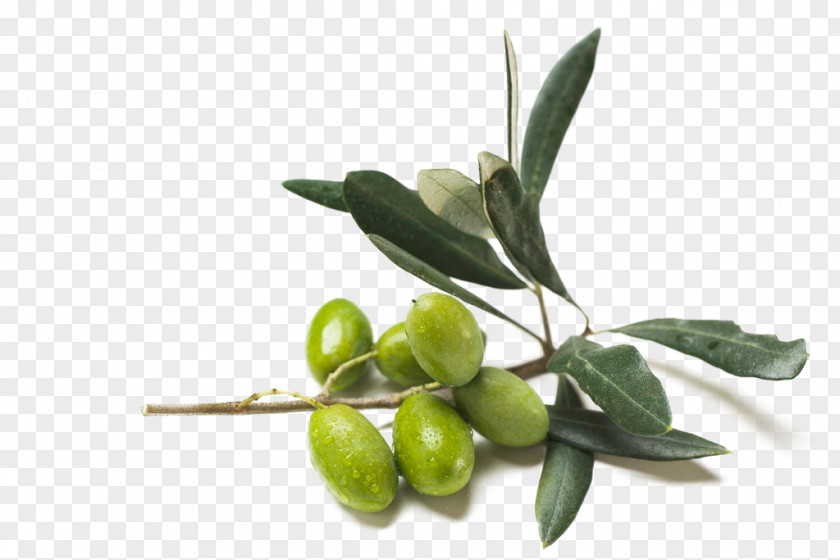 Olives Olive Oil Food Coconut PNG