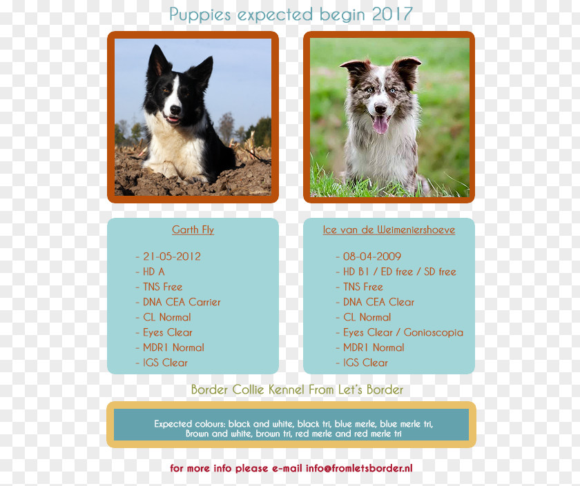 Puppy Dog Breed Border Collie Scotch PNG