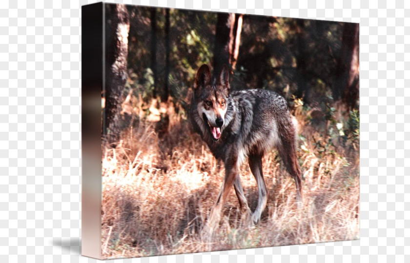 Red Wolf Coyote Gray Jackal Snout PNG