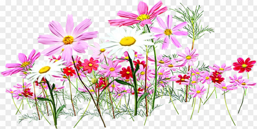 Daisy Family Chamomile PNG