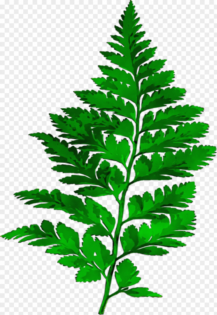 Fern Plants Leaf PNG