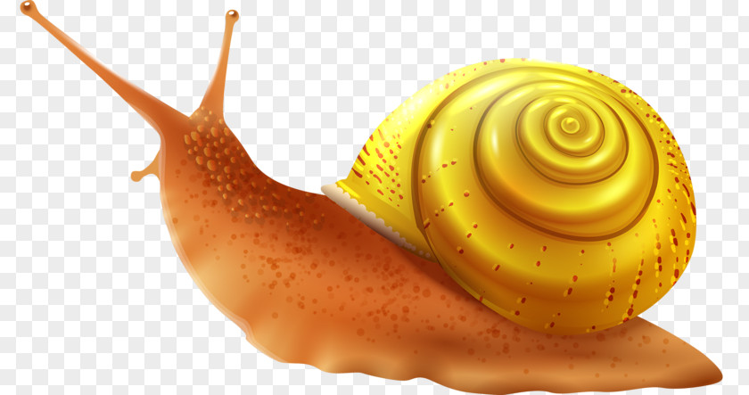 Lovely Snail Sea Clip Art PNG