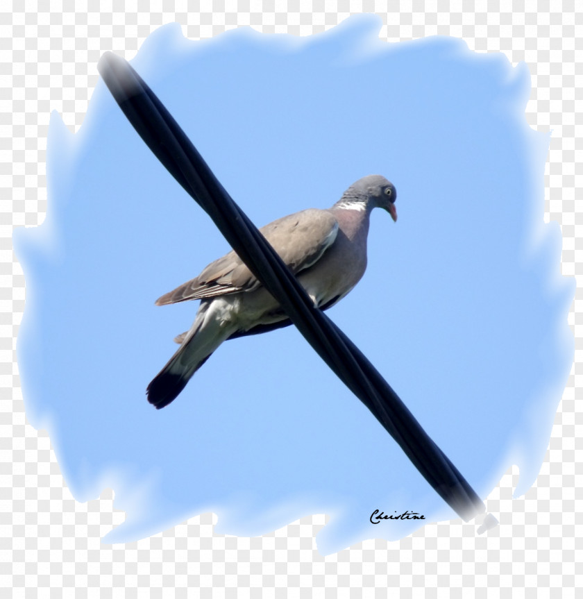 Pigeons 12 0 1 Flight Swallow Beak Wing Feather PNG