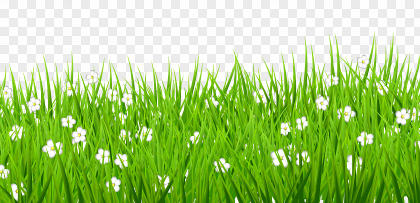 Transparent Grass With White Flowers Clipart Lawn Clip Art PNG