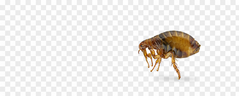 Bed Bug Flea Insect PNG