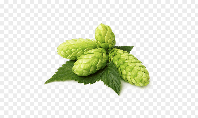 Beer Lager Common Hop Brown Ale PNG