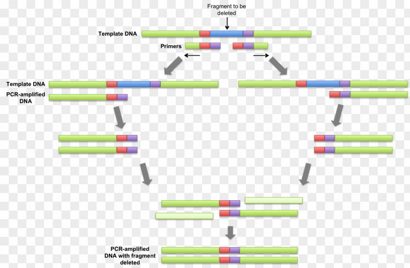 Extension Overlap Polymerase Chain Reaction Primer DNA PNG