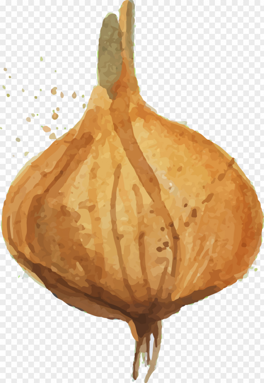 Hand-painted Realistic Vegetables Yellow Onion Drawing PNG