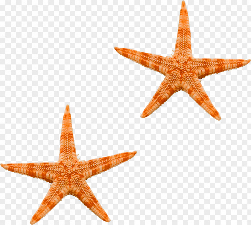 Starfish Ocean Sea PNG