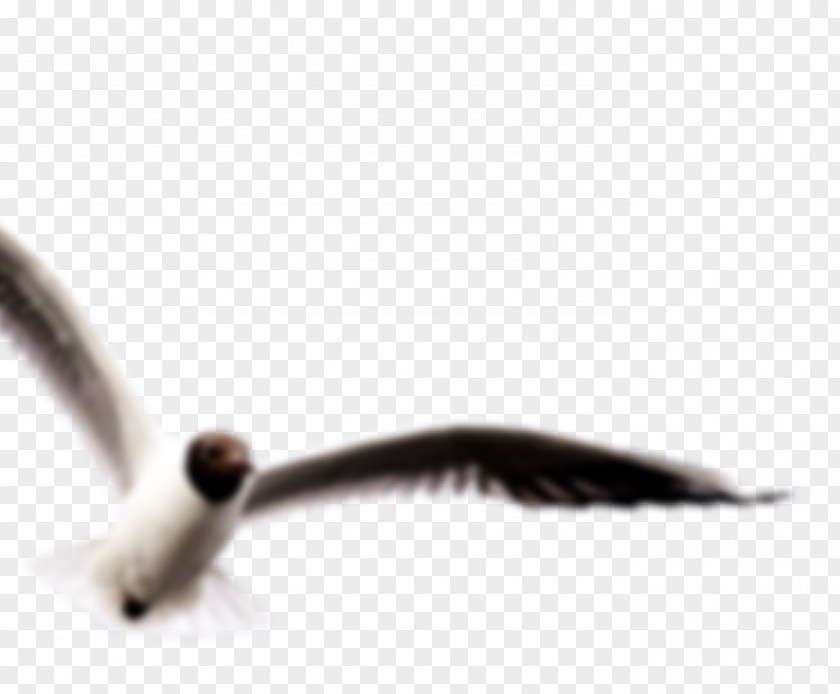 Design Close-up Beak PNG
