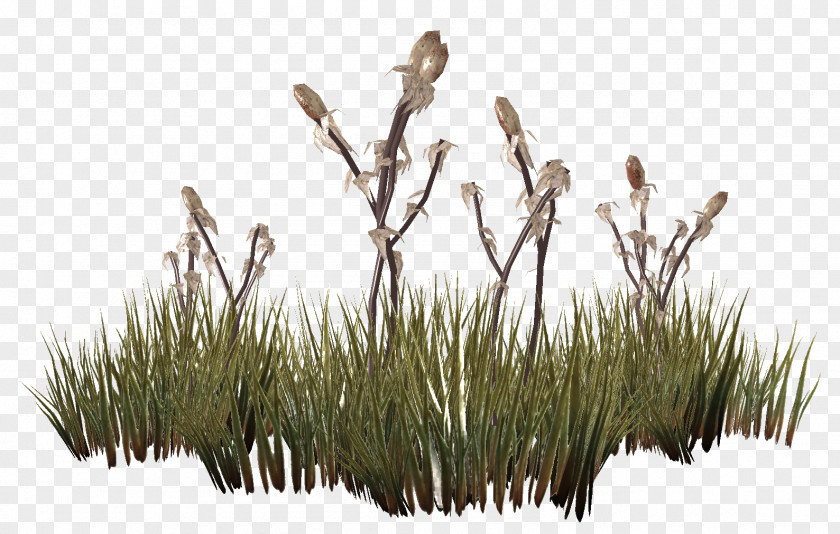 OT The Elder Scrolls V: Skyrim Lawn Plants Grasses PNG