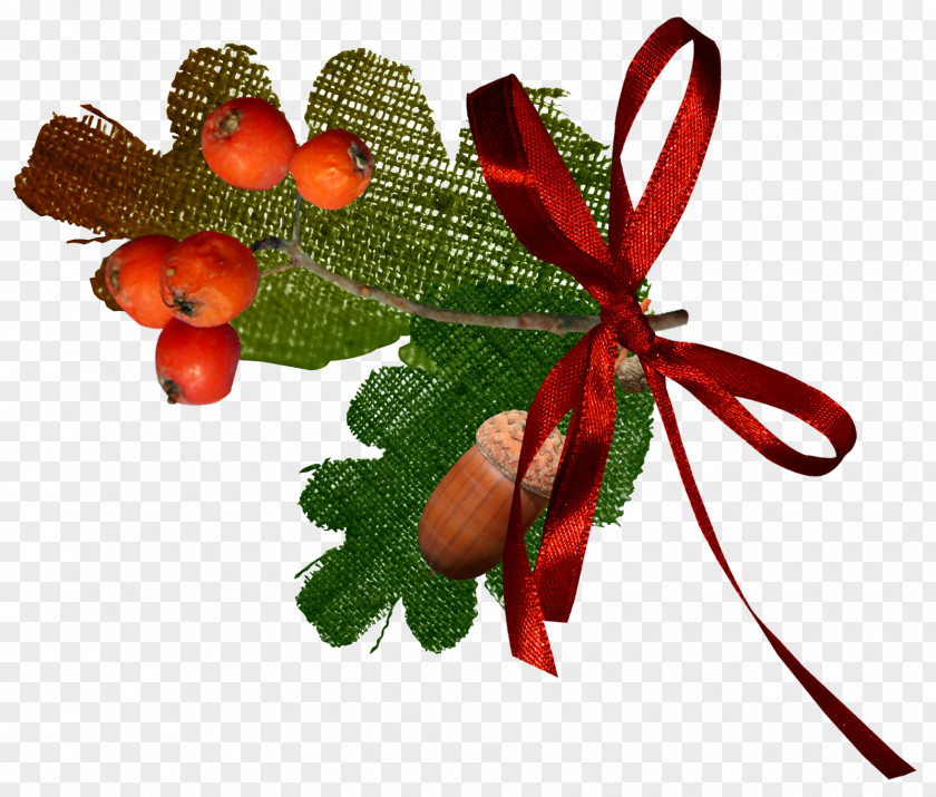 Rosehips Ornament Photography Leaf Drawing Blog Photo Albums PNG