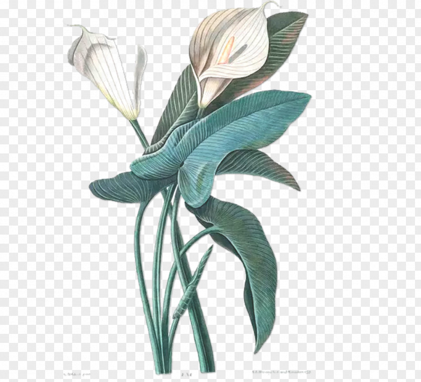 Diphtheria Lotus Flower Drawing Botany Botanical Illustration PNG