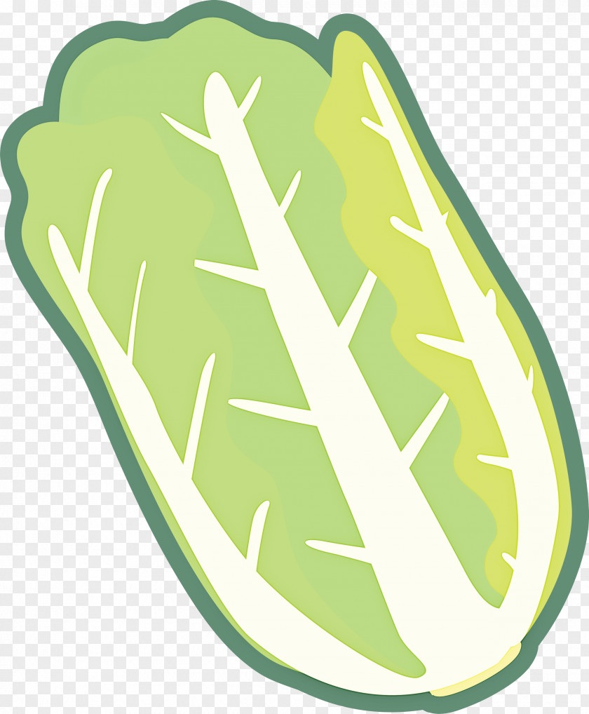 Nappa Cabbage PNG